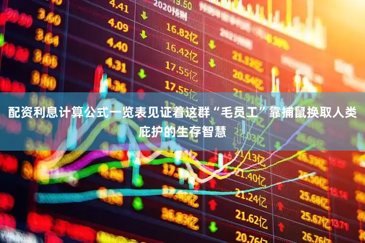 配资利息计算公式一览表见证着这群“毛员工”靠捕鼠换取人类庇护的生存智慧